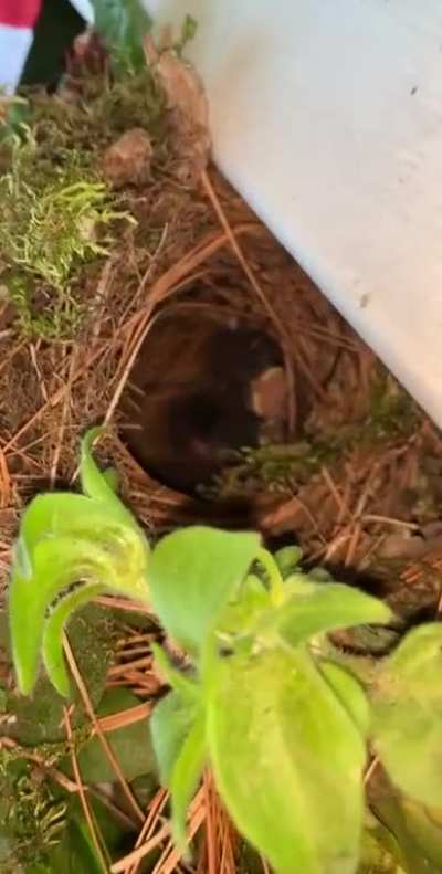 ? baby birds at my doorstep.
