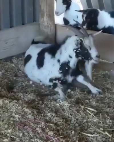 Goats as a species are derpy