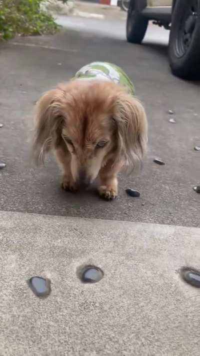 This is Melty. He’s 17 years old After a satisfying 30-minute garden stroll in his green vest, he happily climbs steps back inside all by himself.