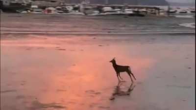? A deer goes for a morning skip along the beach