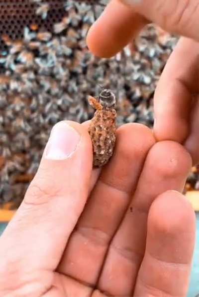 ? Beautiful Queen Bee Hatching ?