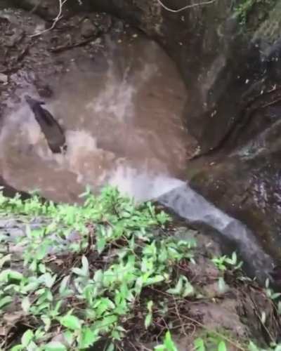? Wild boar and her piglets jumping from the waterfall