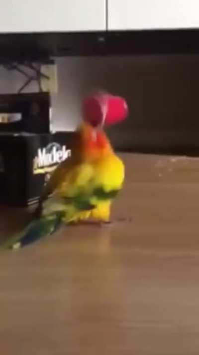 Bird Chaos