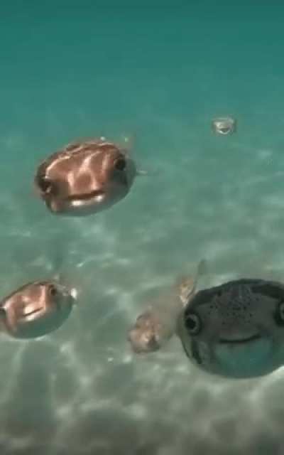? Curious Porcupine Fish.