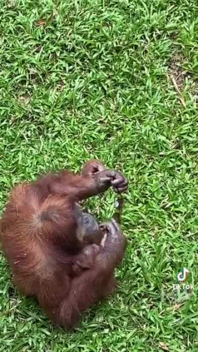 ? Orangutan tries on Sunglasses!?✨❤️