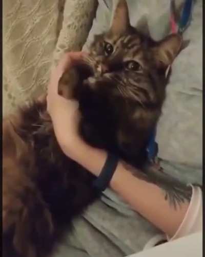 Someone get me the cat NOW