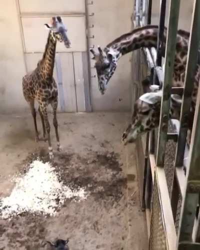 Baby giraffe meets his father and the herd for the first time. Watch the parents embrace at the end.