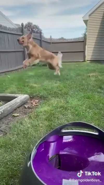 ball is life