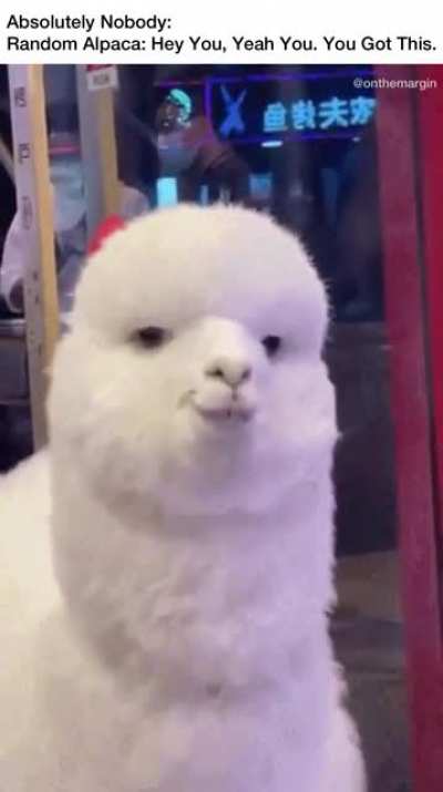 Stay Wool