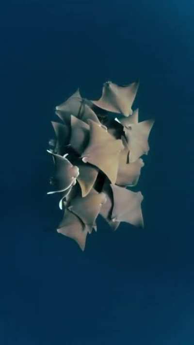 ? A group of rays is called a "fever".