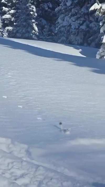 ?Eurasian Ermine Stotting in Snow.