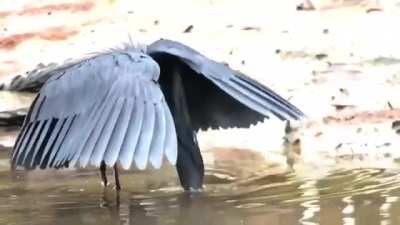 ? Bird using his wings as shade to fool fishes