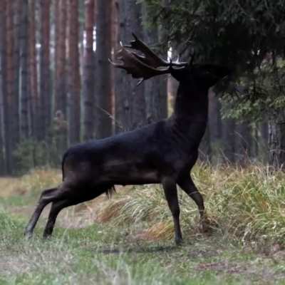 ? A black deer