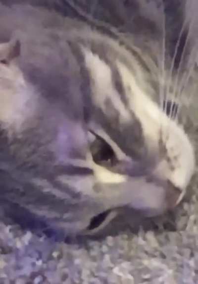 Does anyone know how to perform an exorcism on a cat?