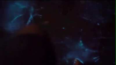 ? bioluminescent algae ?