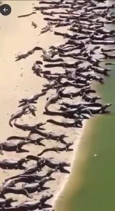 Dangerous Brazilian Beach ?