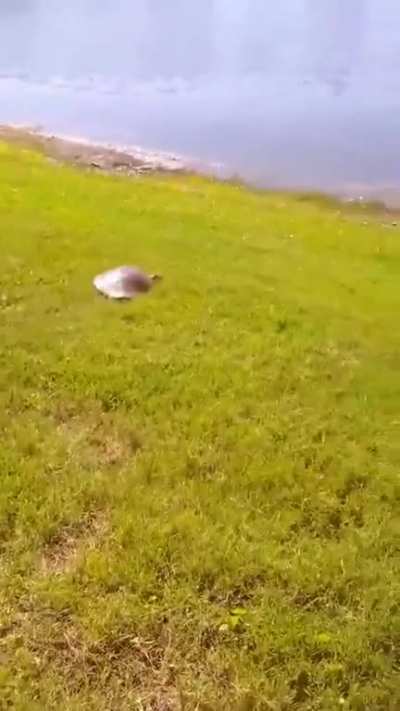 Soft-shelled turtles: Hitting speeds up to 15 mph
