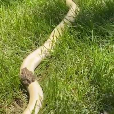 ? Toad riding a snake ?