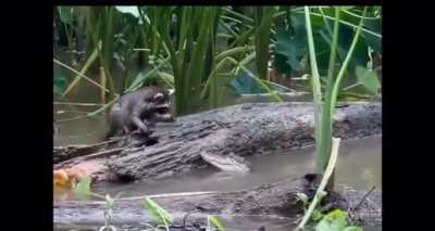 to catch a raccoon.