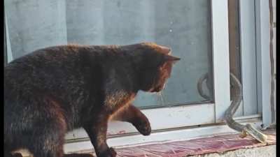 ? Snake on a Pane