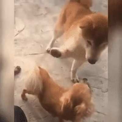 Let me pet you