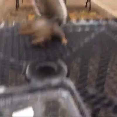 Squirrels are the best