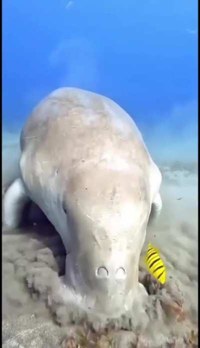 ? Dinner time for a beautiful Dugong. Also known as a sea cow.
