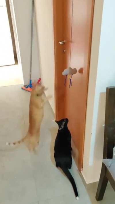 Startled by the lack of braincells