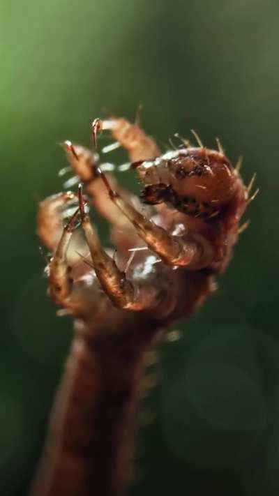 ? A Carnivorous Caterpillar