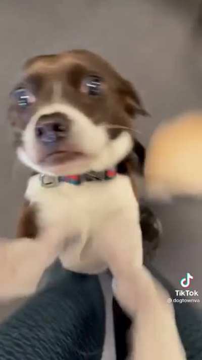 Dogs reacting to their name being called