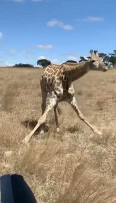 I’ve never wondered how a Giraffe eats grass?.