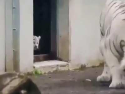Tiger cub sneaks up on its mom ??