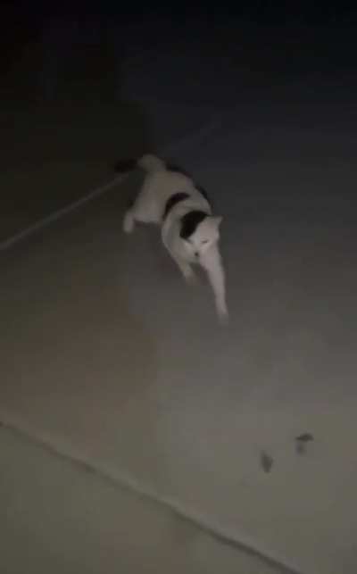 this cat makes me führious