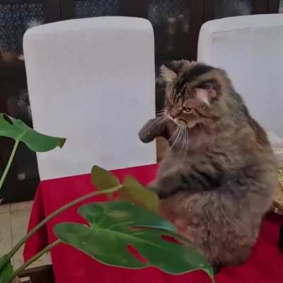 Cat.