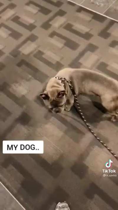 Ha