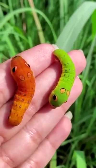 ? Cartoonish looking spicebush swallowtail caterpillar