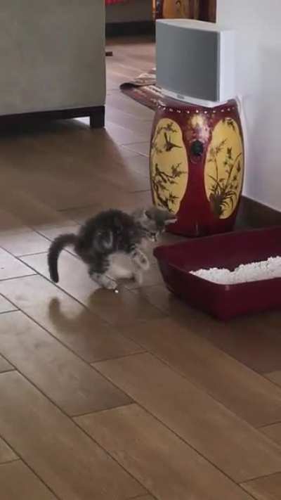Does anyone else’s cat do this with their litter???