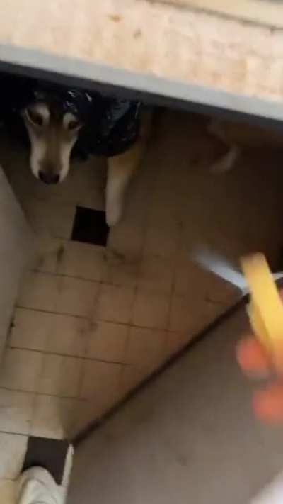 Best way to dispose of cheese crust