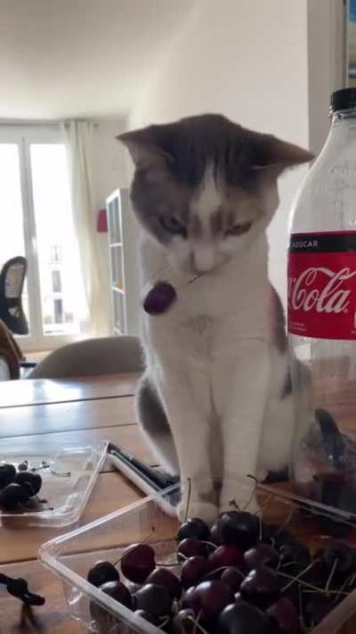 She loves to PLAY with (not eat) cherries ?