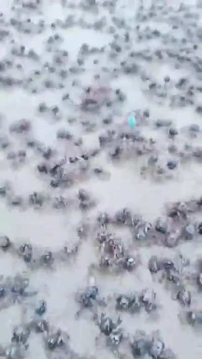 ?Army of blue soldier crabs disappears into the sand