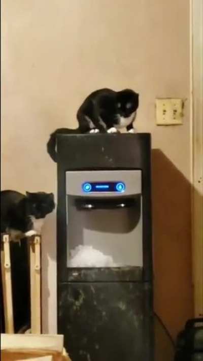 Cat turns the house into a Frozen Kingdom ??❄️