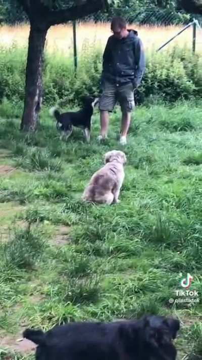 This meetup for introverted dogs