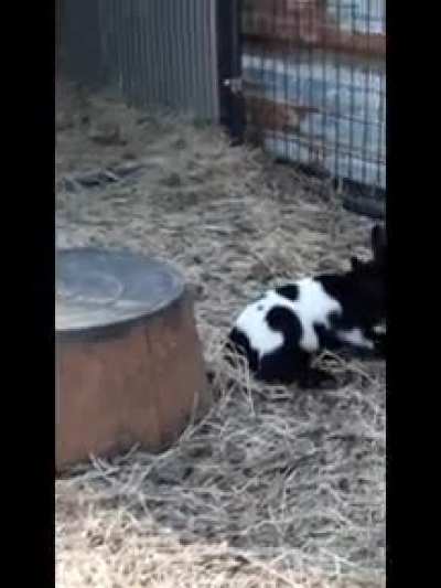 Dixie hasn't quite figured out laying down on her favorite bucket.