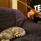 Cat fishing