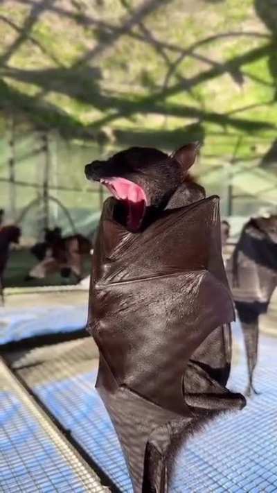 Sleepy bat tucks himself in for a nap. ??