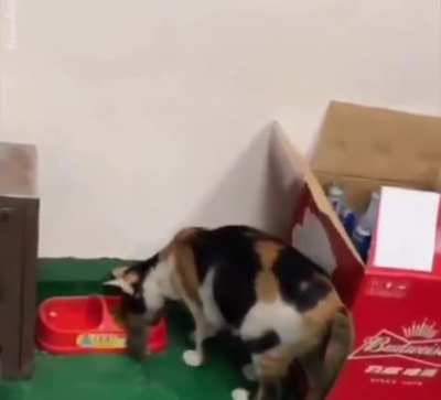 Cat feeding friend?