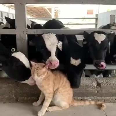 Farmer