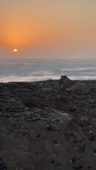 ? Gamma, aka the Ocean Queen or Sea Lion, is a desert lioness who has adapted to hunting seals on the desolate Skeleton Coast of Namibia