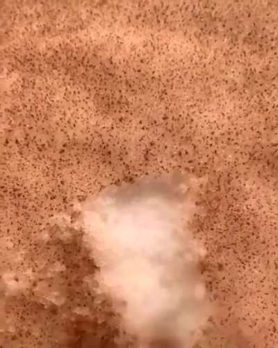 Saharan sand from Africa covering snow in Europe