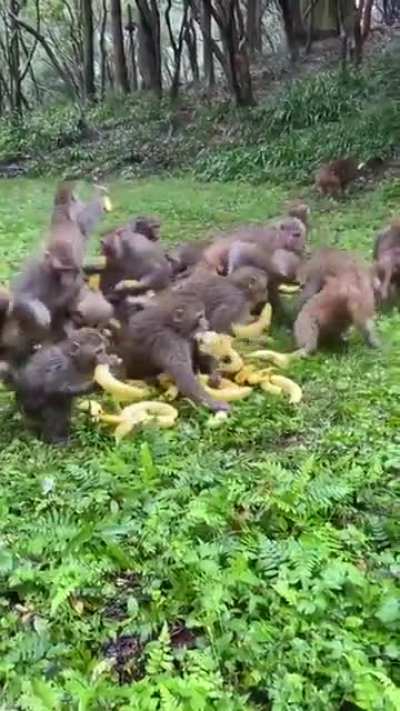 Banana Time